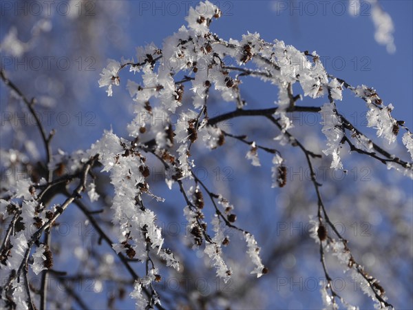 Alder branches with hoarfrost