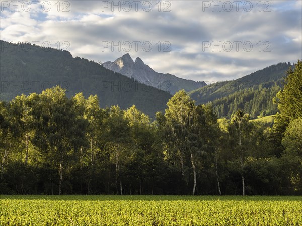Field at the edge of the forest, behind the Admonter Reichenstein, near Gaishorn am See, Styria,