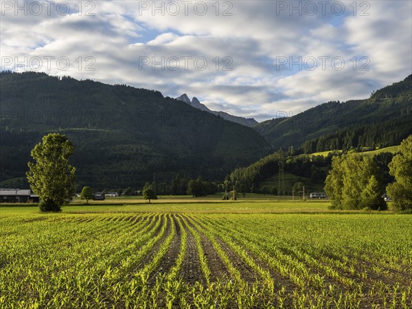 Field at the edge of the forest, behind the Admonter Reichenstein, near Gaishorn am See, Styria,
