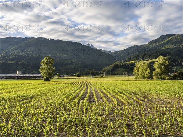 Field at the edge of the forest, behind the Admonter Reichenstein, near Gaishorn am See, Styria,