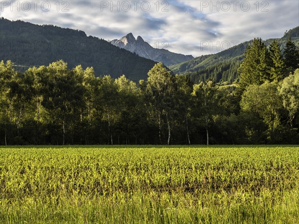 Field at the edge of the forest, behind the Admonter Reichenstein, near Gaishorn am See, Styria,
