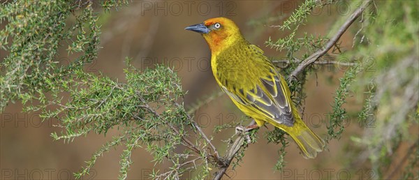 Cape weaver (Ploceus capensis), West Coast National Park, Langebaan, Western Cape, South Africa,