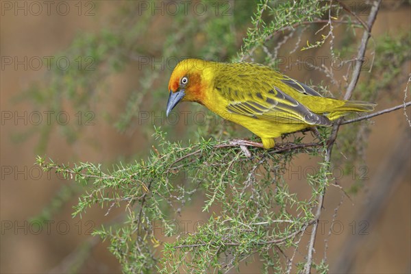 Cape weaver (Ploceus capensis), West Coast National Park, Langebaan, Western Cape, South Africa,
