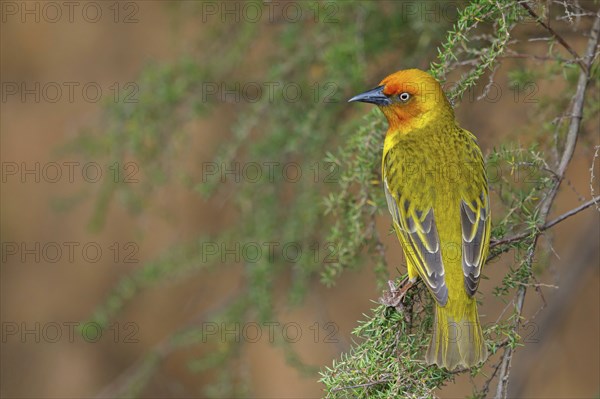 Cape weaver (Ploceus capensis), West Coast National Park, Langebaan, Western Cape, South Africa,