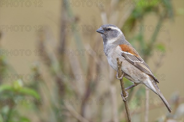 Cape sparrow (Passer melanurus), sparrow family, Sani Pass Surroundings, Underberg, KwaZulu-Natal,