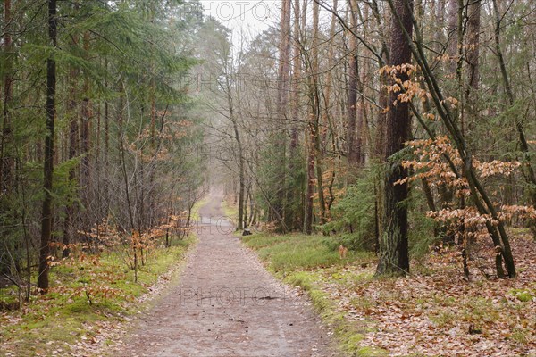 Path through the forest, Waren, Müritz, Müritz National Park, Mecklenburg Lake District,
