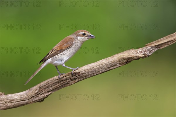 Red-backed shrike, red-backed shrike, thorn-backed shrike, family of shrikes, (Lanius collurio),