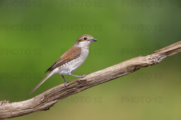 Red-backed shrike, red-backed shrike, thorn-backed shrike, family of shrikes, (Lanius collurio),