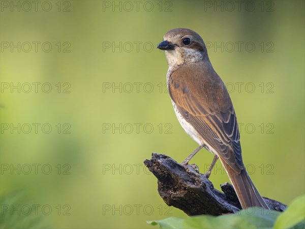 Red-backed shrike, red-backed shrike, thorn-backed shrike, family of shrikes, (Lanius collurio),