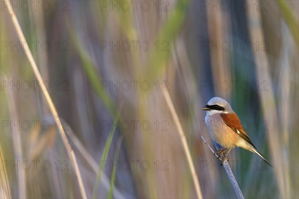Red-backed shrike, red-backed shrike, thorn-backed shrike, family of shrikes, (Lanius collurio),
