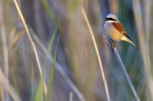 Red-backed shrike, red-backed shrike, thorn-backed shrike, family of shrikes, (Lanius collurio),