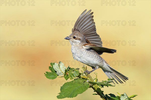 Red-backed shrike, red-backed shrike, thorn-backed shrike, family of shrikes, (Lanius collurio),