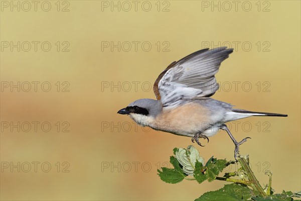 Red-backed shrike, red-backed shrike, thorn-backed shrike, family of shrikes, (Lanius collurio),