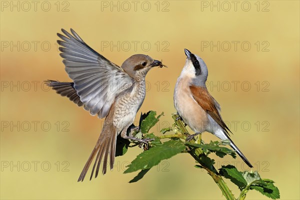 Red-backed shrike (Lanius collurio), pair, feeding, young bird, male and female, Hockenheim,