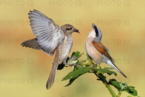 Red-backed shrike (Lanius collurio), pair, feeding, young bird, male and female, Hockenheim,