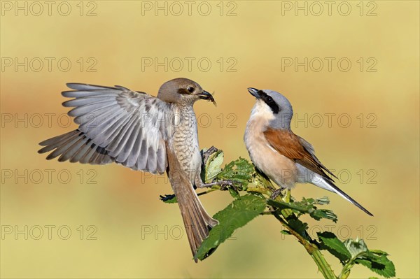 Red-backed shrike (Lanius collurio), pair, feeding, young bird, male and female, Hockenheim,