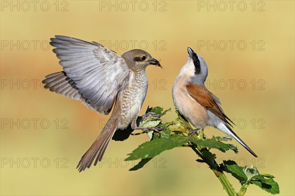 Red-backed shrike (Lanius collurio), pair, feeding, young bird, male and female, Hockenheim,