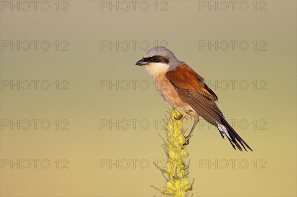 Red-backed shrike, red-backed shrike, thorn-backed shrike, family of shrikes, (Lanius collurio),