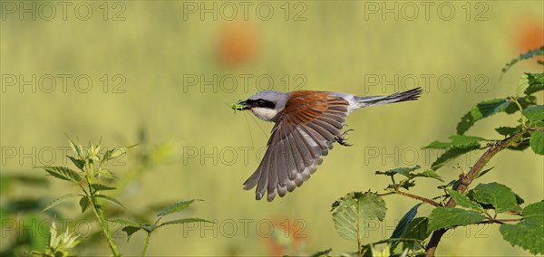 Red-backed shrike (Lanius collurio), male with prey, take-off, departure study, Hockenheim,