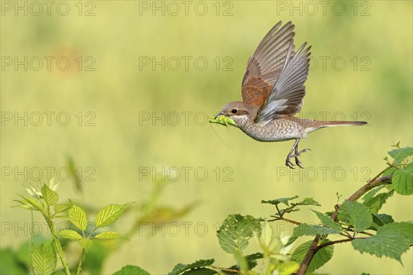 Red-backed shrike (Lanius collurio), female with prey, take-off, departure study, Hockenheim,