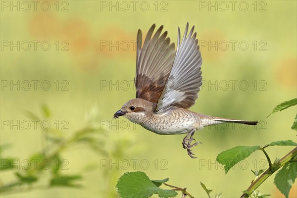 Red-backed shrike (Lanius collurio), female, departure photo, take-off, Hockenheim,
