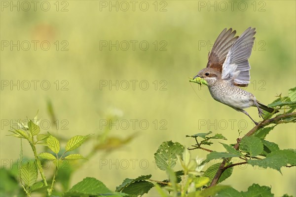 Red-backed shrike (Lanius collurio), female, departure photo, take-off, Hockenheim,