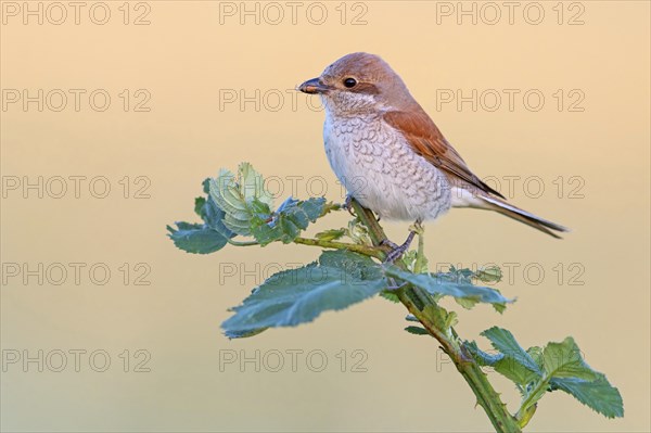 Red-backed shrike, red-backed shrike, thorn-backed shrike, family of shrikes, (Lanius collurio),