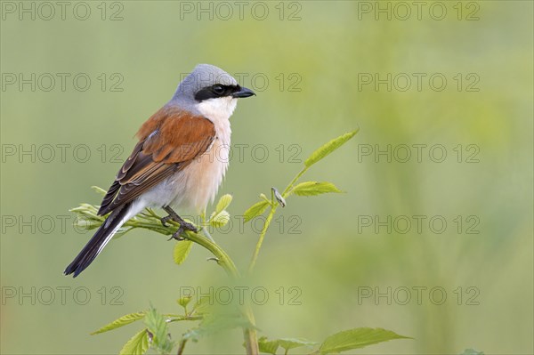 Red-backed shrike, red-backed shrike, thorn-backed shrike, family of shrikes, (Lanius collurio),