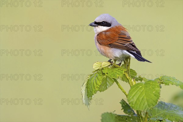 Red-backed shrike, red-backed shrike, thorn-backed shrike, family of shrikes, (Lanius collurio),
