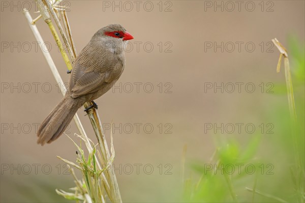 Wave-astrild, (Estrolda astrild), family of the splendid finches, Garden Route National Park,