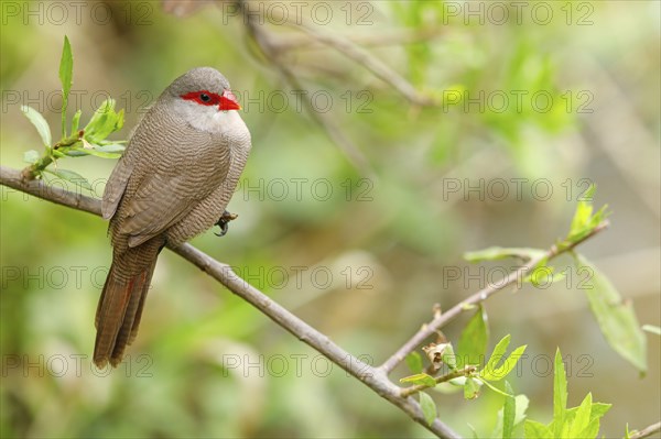 Wave-astrild, (Estrolda astrild), family of the splendid finches, Garden Route National Park,