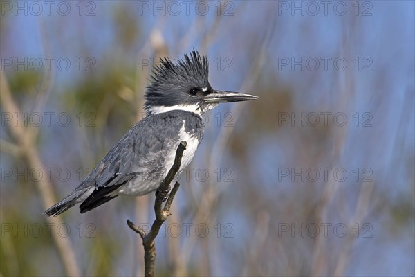 Belted kingfisher (Megaceryle alcyon), kingfisher on perch, Lake Kissimmee, Osceola County,