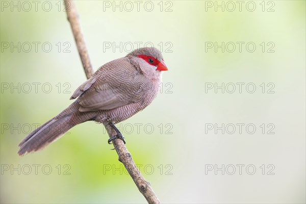 Wave-astrild, (Estrolda astrild), family of the splendid finches, Garden Route National Park,