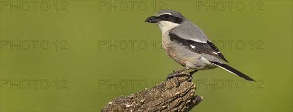 Great grey shrike (Lanius excubitor), Mediterranean Great Grey Shrike, Great Grey Shrike subspecies