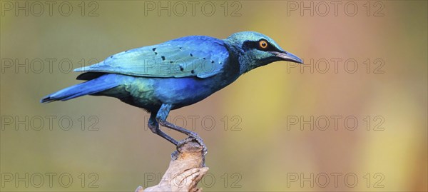 Lesser blue-eared starling (Lamprotornis chloropterus), Tendaba camp / Tendaba photo hid, Kwinella,