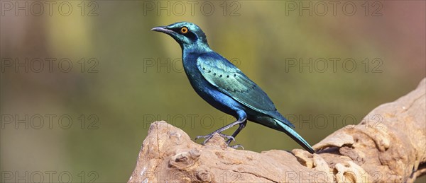 Lesser blue-eared starling (Lamprotornis chloropterus), Tendaba camp / Tendaba photo hid, Kwinella,