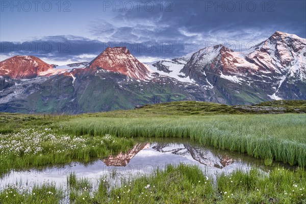 Cotton grass with mountain panorama and reflection, snow, Grossglockner High Alpine Road, Hohe