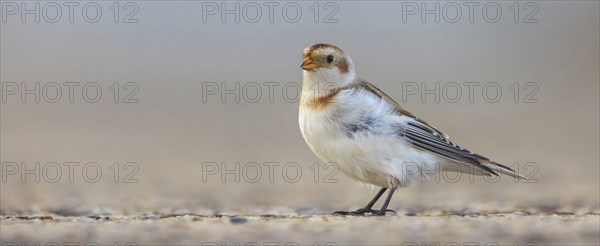 Snow bunting (Plectrophenax nivalis), family of tundra buntings, Helgoland Island,