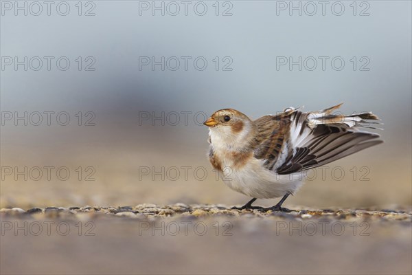 Snow bunting (Plectrophenax nivalis), family of tundra buntings, Helgoland Island,