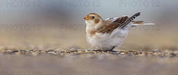 Snow bunting (Plectrophenax nivalis), family of tundra buntings, Helgoland Island,