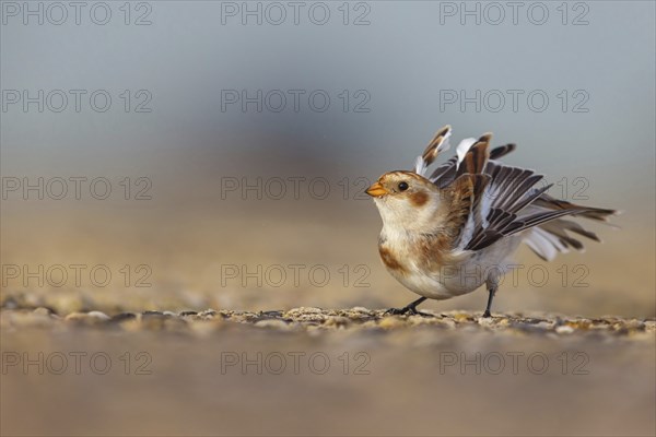 Snow bunting (Plectrophenax nivalis), family of tundra buntings, Helgoland Island,