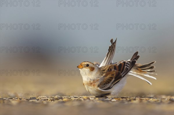 Snow bunting (Plectrophenax nivalis), family of tundra buntings, Helgoland Island,