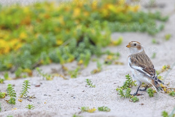 Snow bunting (Plectrophenax nivalis), family of tundra buntings, Helgoland Island,