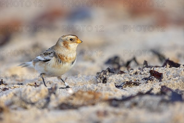 Snow bunting (Plectrophenax nivalis), family of tundra buntings, Helgoland Island,
