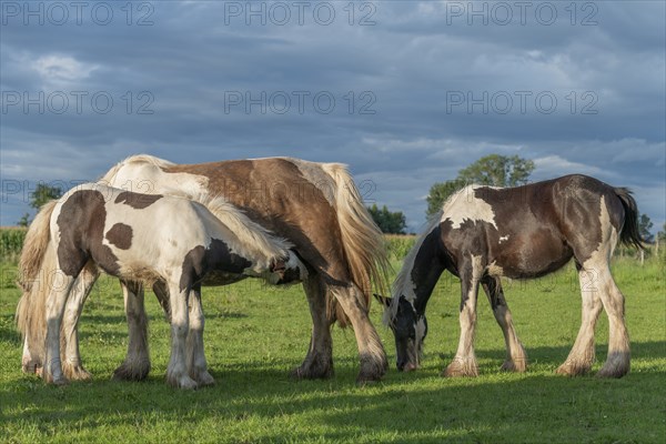 Irish cob horses in a pasture in spring. In the French countryside, the horses go out into the