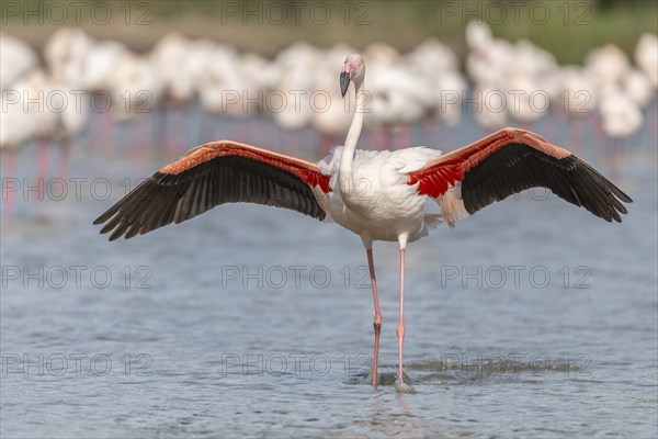 Flamingo (Phoenicopterus roseus) in a pond of a nature reserve. Saintes Maries de la Mer, Parc