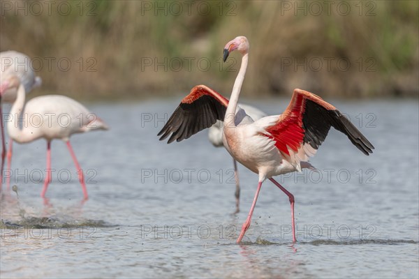 Flamingo (Phoenicopterus roseus) in a pond of a nature reserve. Saintes Maries de la Mer, Parc