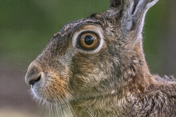 Portrait of a European hare (Lepus europaeus) Brown hare sitting on the ground and observing the