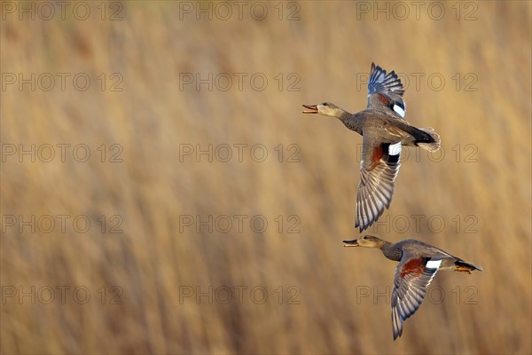 Gadwall, (Anas strepera), Mareca strepera, two ducks in flight, Wagbachniederung, Waghausel,