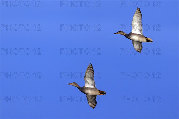Gadwall, (Anas strepera), Mareca strepera, two ducks in flight, Wagbachniederung, Waghausel,